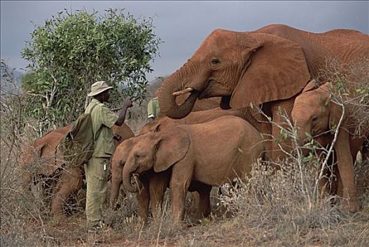 非洲象,孤儿,东察沃国家公园,肯尼亚