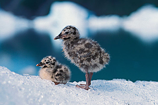 海鸥,幼禽,冰山,奇奈峡湾国家公园,阿拉斯加