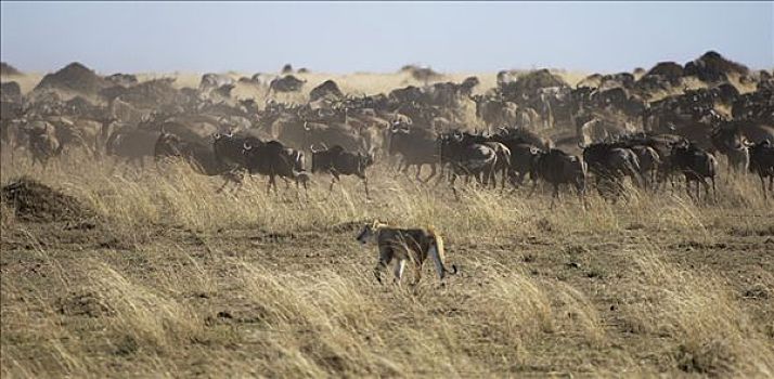 角马,蓝角马,迁徙,逃离,雌狮,马拉河,马赛马拉,肯尼亚