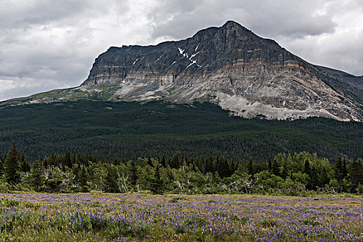 野花,地点,山脉,背景,许多,冰河,冰川国家公园,蒙大拿,美国
