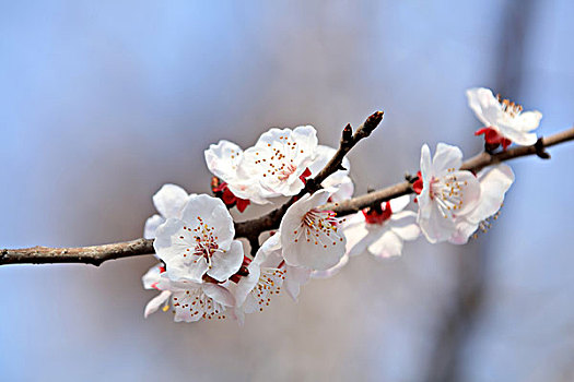 杏花,杏树