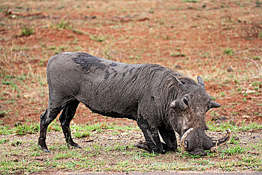 疣猪,成年,雄性,跪着,克鲁格国家公园,南非