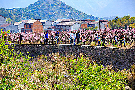 花海,乡村,游客