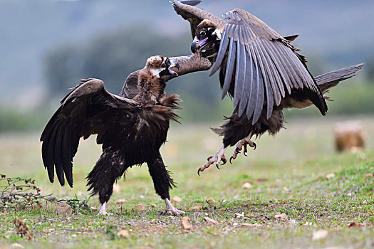 黑美洲鹫,诱饵,地点,埃斯特雷马杜拉,西班牙