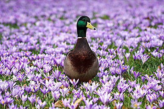 野鸭,花,紫色,藏红花