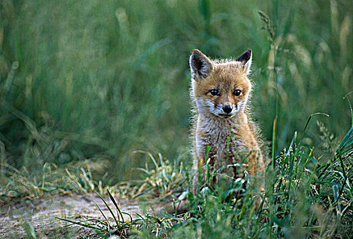 幼兽,红狐,小动物,狐属,坐,高草