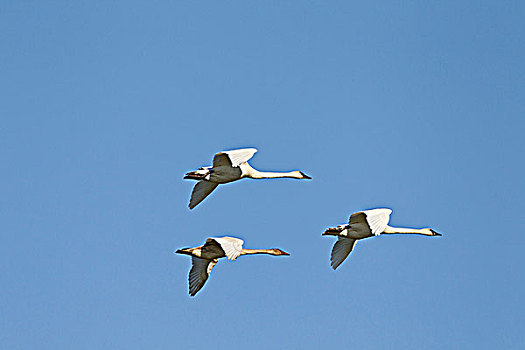 野天鹅,天鹅,黑嘴天鹅,飞行,岛屿,不列颠哥伦比亚省,加拿大