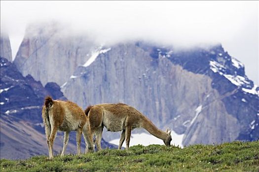 原驼,托雷德裴恩国家公园,巴塔哥尼亚,智利