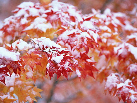 雪,枫树,叶子