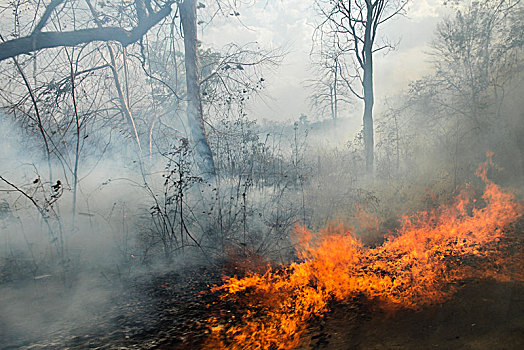 森林火灾,风景,泰国