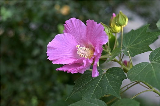 粉色的木芙蓉