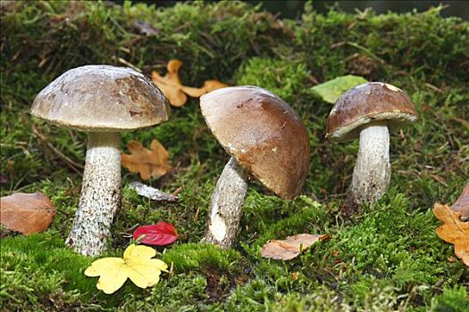 桦树,牛肝菌,可食蘑菇