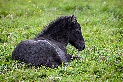 冰岛马,黑色,幼小,冰岛,欧洲