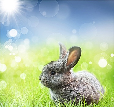 可爱,复活节兔子,春天,草地