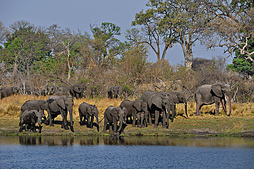 非洲象,牧群,河,国家公园,赞比西河,区域,细条,纳米比亚,非洲