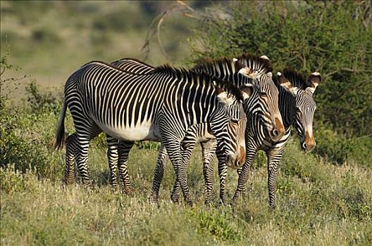 细纹斑马,皇家,斑马,牧群,国家,自然保护区,肯尼亚,非洲