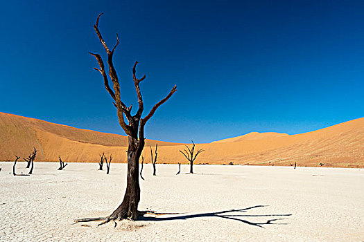 死,刺槐,树,索苏维来地区,纳克鲁福特公园,中心,纳米比沙漠,纳米比亚,非洲
