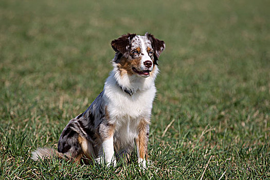 澳洲牧羊犬