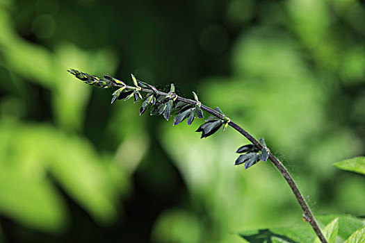 深蓝鼠尾草