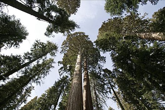 巨杉,冬天,红杉国家公园,加利福尼亚,美国,北美