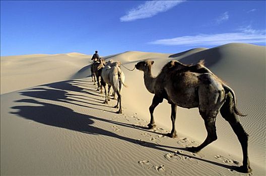 骆驼,驼队,沙丘,戈壁沙漠,戈壁,国家公园,省,蒙古