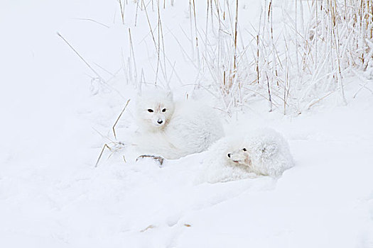 北极狐,卷曲,向上,雪中,丘吉尔市,野生动物,管理,区域,曼尼托巴,加拿大