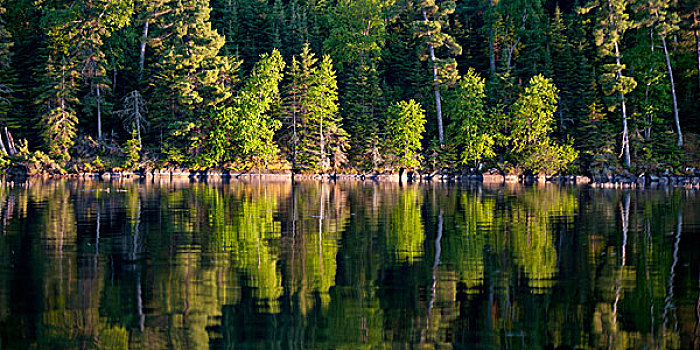 树,海岸线,反射,平和,湖,木,安大略省,加拿大