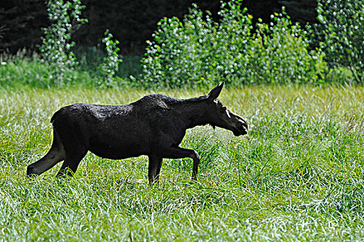 驼鹿,大台顿国家公园,怀俄明,美国