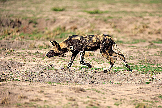 非洲野狗,非洲野犬属,成年,猎捕,跑,沙子,禁猎区,克鲁格国家公园,南非,非洲