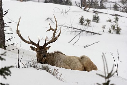 北美马鹿,雄性动物,卧,雪地