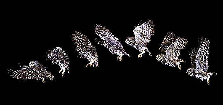 小鸮,小鴞,移动,次序