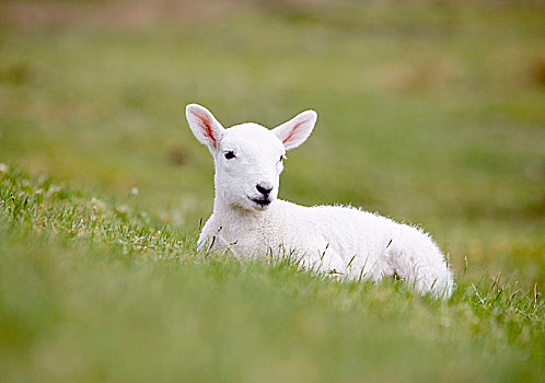 年轻,羊羔,草地,苏格兰,英国,欧洲