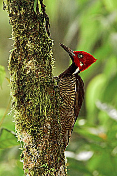 瓜亚基尔,啄木鸟,栖息,枝条,西北地区,厄瓜多尔