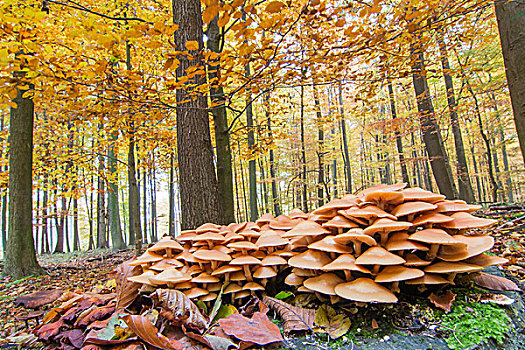 簇生垂幕菇,丛生,落叶林,黑森州,德国,欧洲