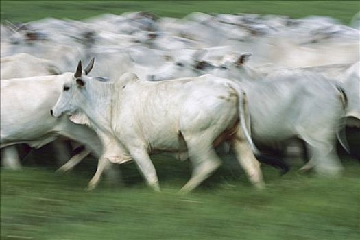 家牛,牧群,巴西