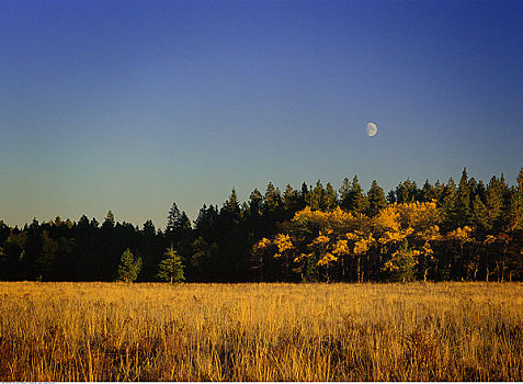 月出,柏树山省立公园,艾伯塔省,加拿大