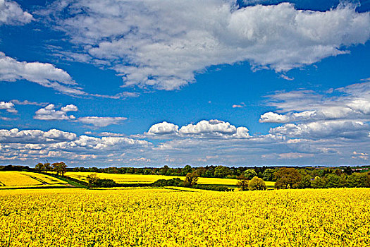 英格兰,亮黄色,土地,油菜花,靠近