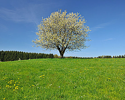 樱桃树,巴登符腾堡,德国
