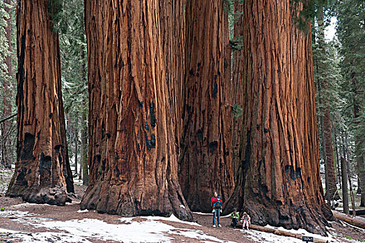 家庭,站立,正面,巨杉,美洲杉,国王峡谷,国家公园,加利福尼亚,美国