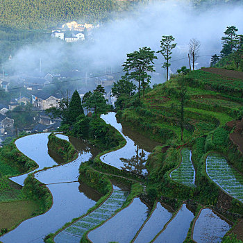 梯田,田园,田野,春色,雾,春雨,绿色