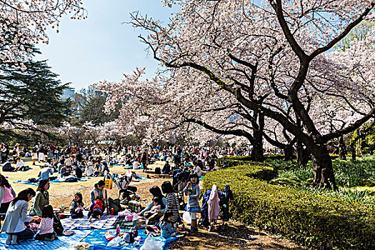 庆贺,人,蓝色背景,防水油布,花,樱桃树,新宿御园,国家,花园,东京,关东地区,本州,日本