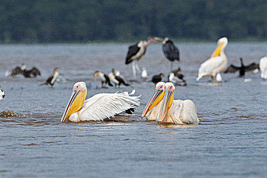 白鹈鹕,纳库鲁湖国家公园,肯尼亚
