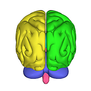 大脑,局部,中枢神经系统,人,头部