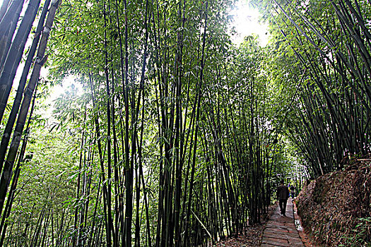 贵州赤水竹林
