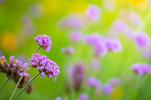 背景,图像,彩色,花