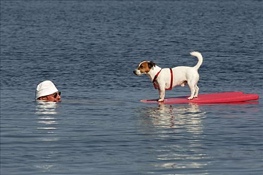 狗,漂浮,男人,游泳