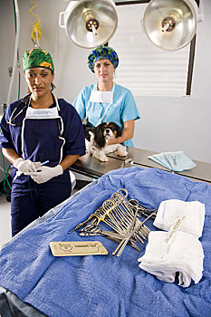 兽医,协助,狗,桌上,手术室