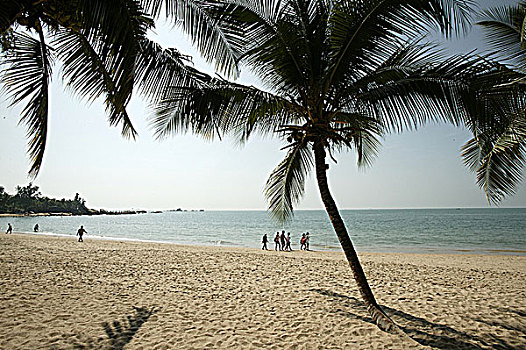 三亚海滩椰树林