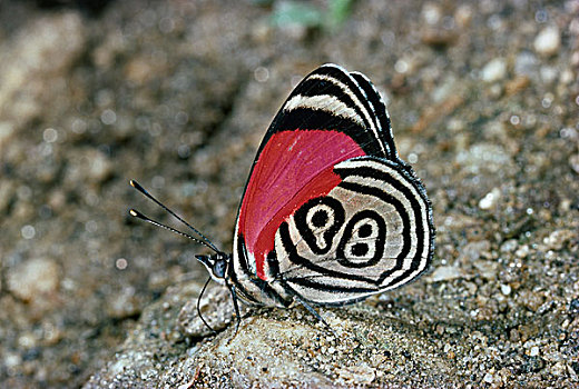 89,蝴蝶,委内瑞拉