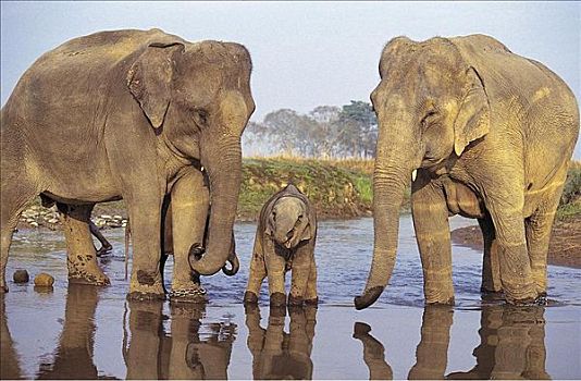 亚洲象,象属,哺乳动物,喝,训练,大象,群,印度,亚洲,动物